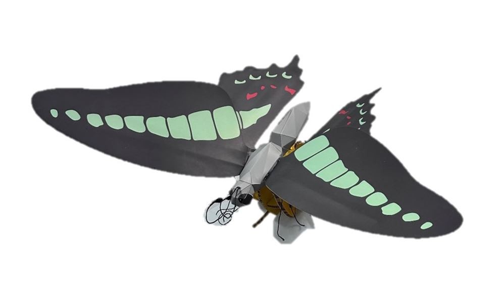 濕地動物紙模型—青鳳蝶