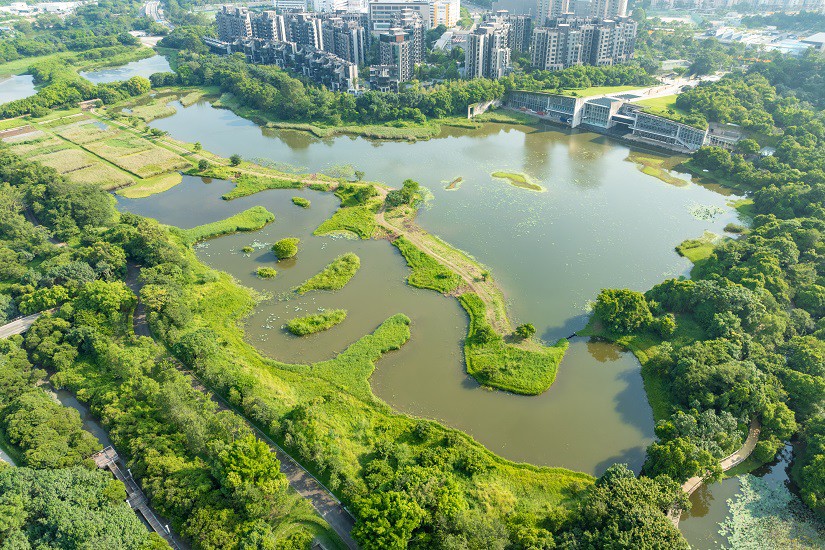 淡水沼澤