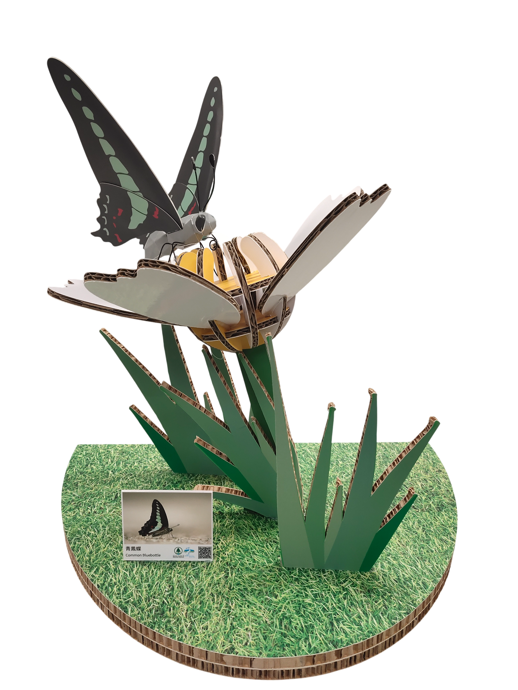 Wetland Geometric Cardboard Model - Common Bluebottle