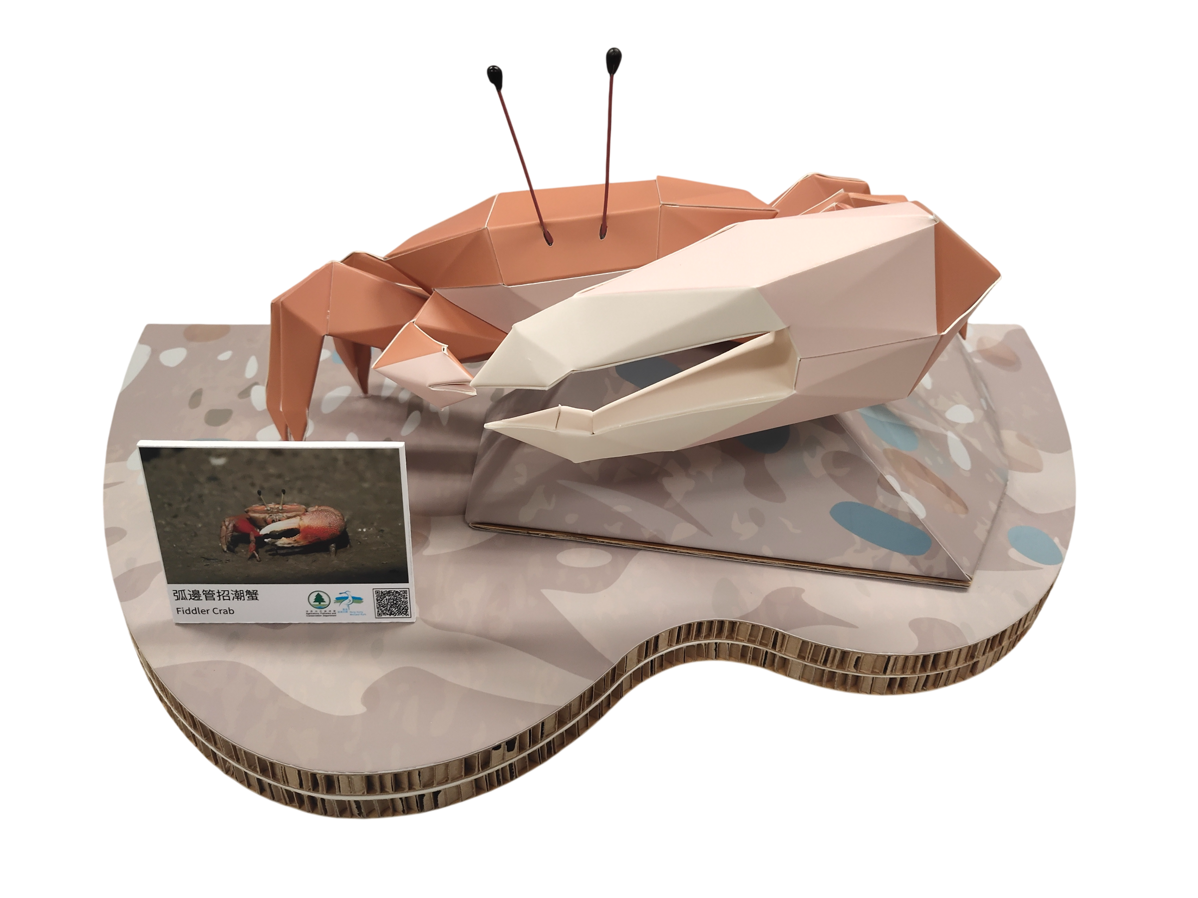 Wetland Geometric Cardboard Model - Tubuca arcuata