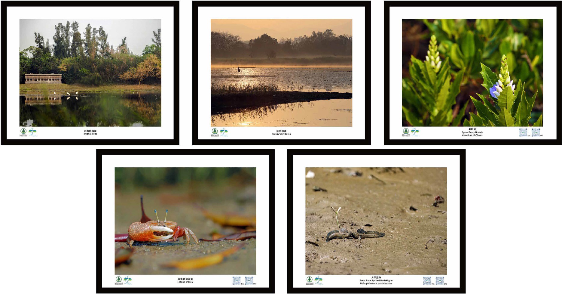 Wetland Ecology Photos - Set 1