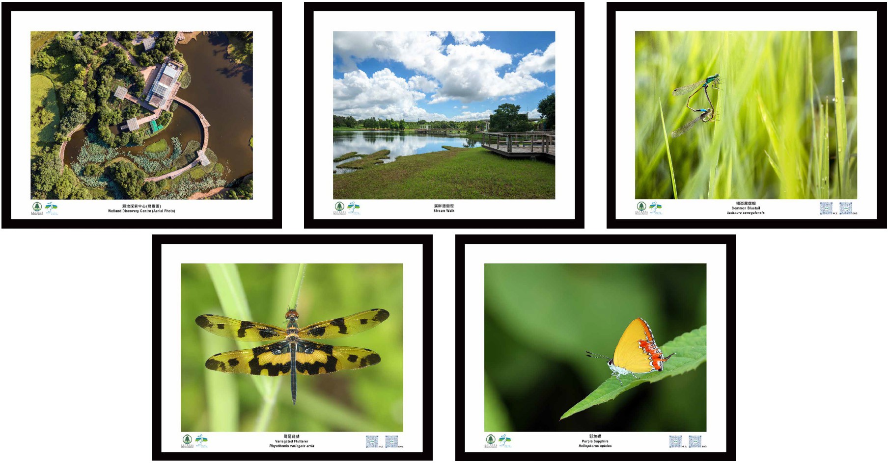 Wetland Ecology Photos - Set 2