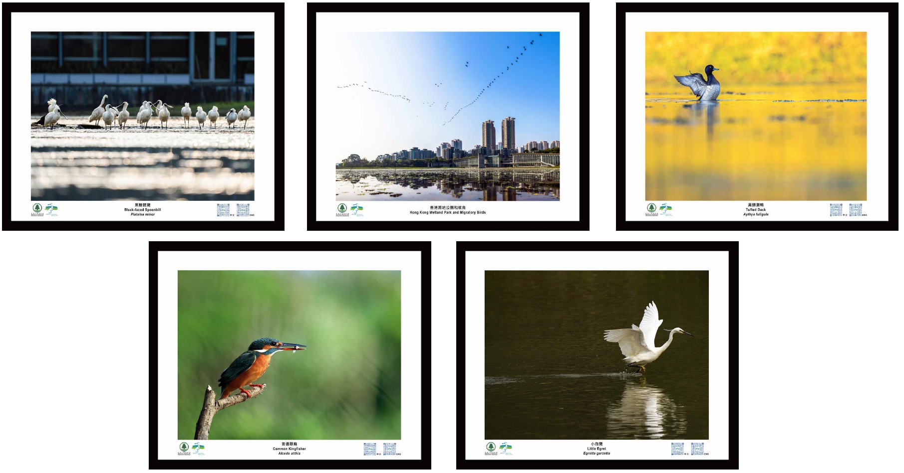 Wetland Ecology Photos - Set 3