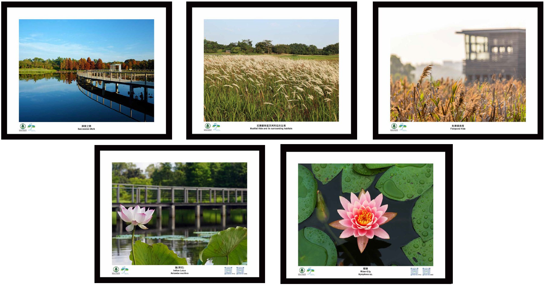 Wetland Ecology Photos - Set 4