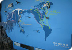 候鳥遷徙路線圖